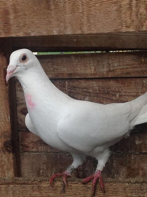 Pure White Racing Pigeon For Sale In London Blackheath Preloved