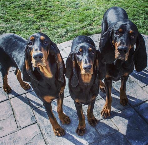 Pin By Becky Krichevsky On Black And Tan Coonhounds Coonhound Canine