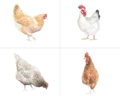 Chickens Art Print Set Of 4 Watercolor Farm Animal Etsy Chicken Art