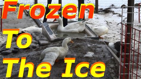 Season 3 And The Geese Are Causing Problems 1 Wintering Ducks And Geese Youtube