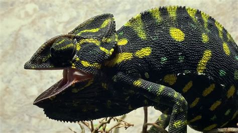 Gravid Female Chameleon Color Language Youtube