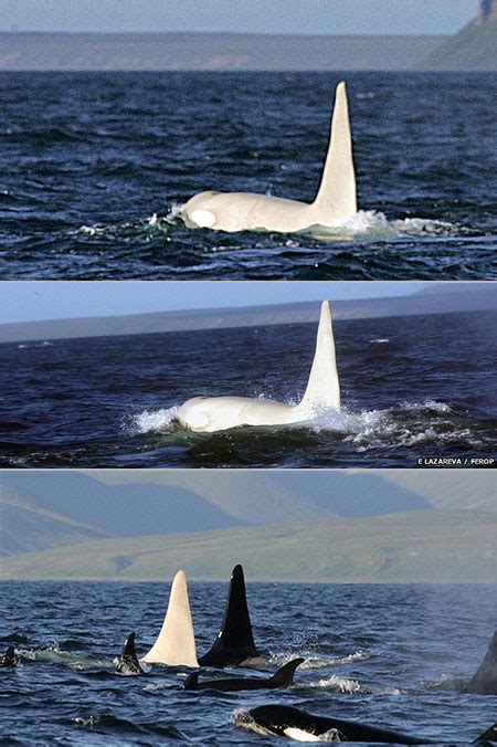Amazing Video Of Rare White Killer Whale Surfaces Techeblog