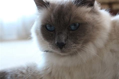 Top 10 Most Beautiful Cat Breeds In The World The