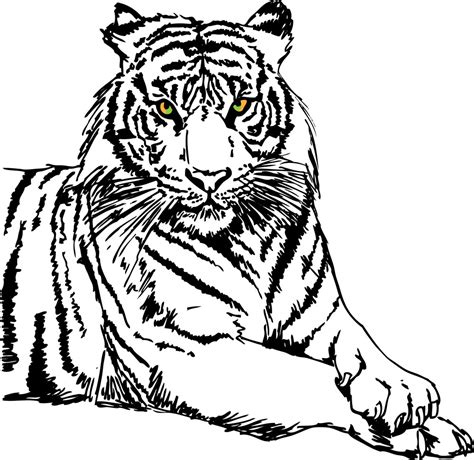 Sketch Of White Tiger Vector Illustration Royalty Free Stock Image