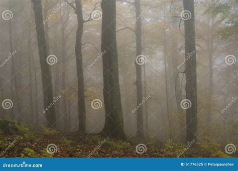 Mysterious Autumn Stock Image Image Of Leaf Green Branch 61776525