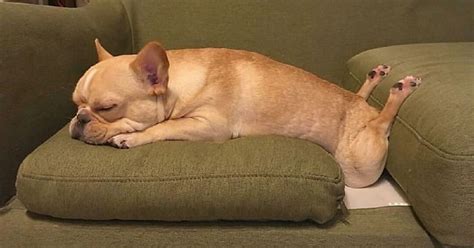 30 Funny Dogs Who Have Fallen Asleep In Hilariously Awkward Positions