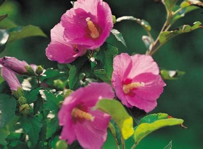 You will attract bees to the honey, but you may get other results that you don't like. Do Hollyhocks Bloom the First Year? | Home Guides | SF Gate
