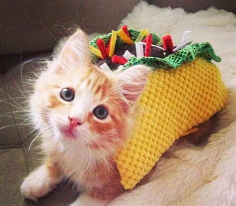 10 Hilarious Halloween Costumes For Dogs And Cats Kitten Costumes Pet