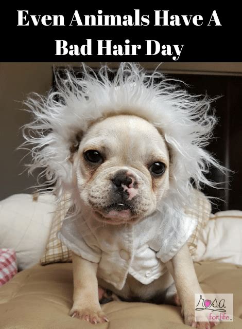 Even Animals Have A Bad Hair Day Animals Cute Animals Funny Animals