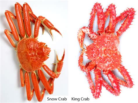 Jumi Link Whats The Difference Between Snow Crab And King Crab