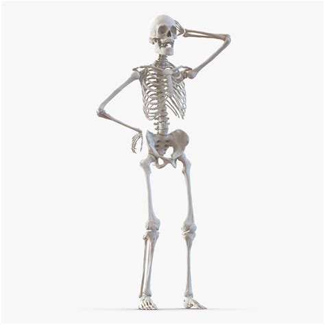 Human Male Skeleton Rigged 3d Model 169 Max Free3d