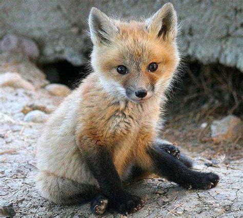 Baby Fox Animals And Pets Funny Animals Wild Animals Strange Animals