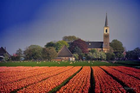 Sign up to our newsletter to keep up to date with all the latest from holland & holland. "Holland in Spring" by Jo Nijenhuis | Redbubble