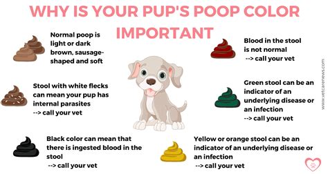 Is It Common For Puppies To Have Diarrhea