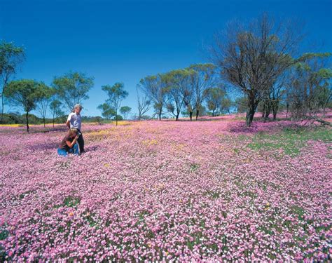 Top 10 Spots to See Wildflowers | Western australia travel ...