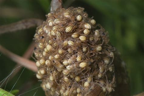 Slideshow 886 16 Globular Cluster Of Spiderlings Baby Spiders In