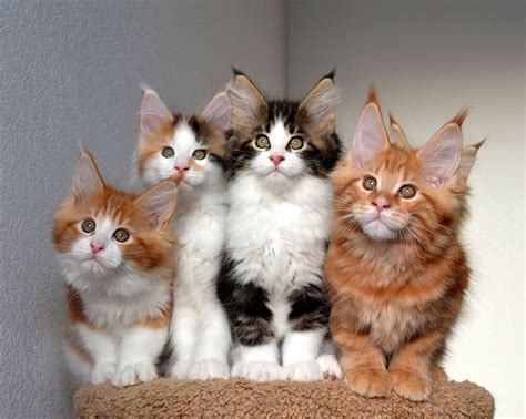Our oldest daughter vera mikirticheva creating picture you can pick up the chosen maine coon kitten at our house in richmond (va, usa) or at new york jfk. Where to Find Maine Coon Kittens for Sale | Infinity ...