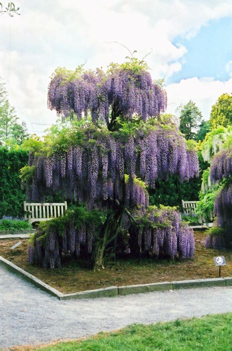 Sep 24, 2021 · doreen folk, of new york, lays a teddy bear and flowers at a makeshift memorial dedicated to missing woman gabby petito is located near city hall on september 20, 2021 in north port, florida. Japanese Wisteria (Wisteria floribunda) in Long Island ...