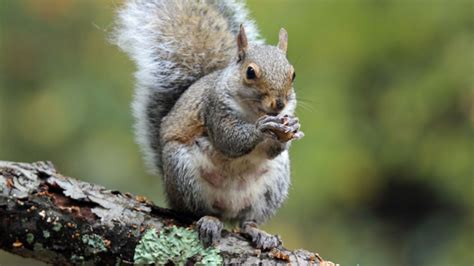 11 Bushy Tailed Facts About Eastern Gray Squirrels