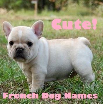 Keep reading to find over 100 french bulldog names, ranging from cute to funny to famous. Cute French Dog Names for a Papillon or French Bulldog ...