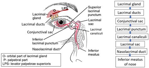 What Are The Components Of Lacrimal Drainage System Design Talk