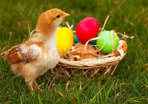 Small Baby Chickens With Colorful Easter Eggs Stock Photo Colourbox