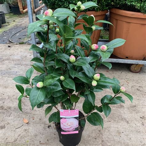 Pink Flowering Camellia Plants Camellia Japonica Delivery By