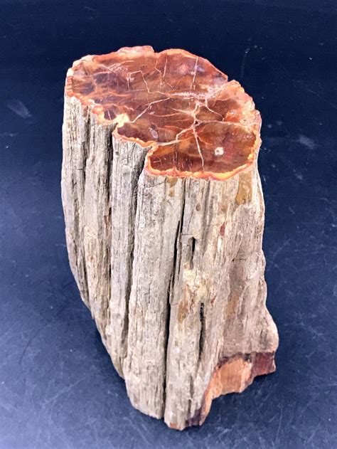 Sold Price Petrified Wood Rock Fossil Natural Collectible Mineral