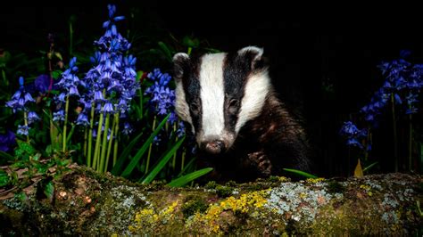Badger Cull Thousands To Be Put Down In Seven New Areas Across England