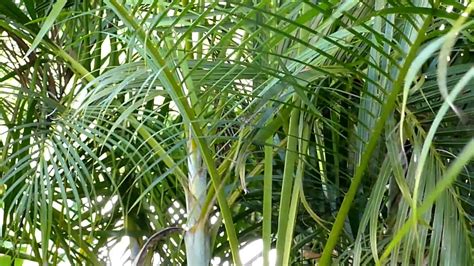 Cocotier.es dispone, además de este sitio web, de un establecimiento en bilbao cocotier.es responde por las faltas de conformidad que se manifiesten en un plazo de dos años desde la entrega. Sauterelle de cocotier - YouTube