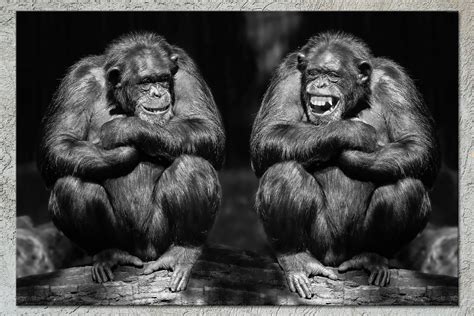 Two Laughing Monkeys Parody Black And White Canvas Print Etsy