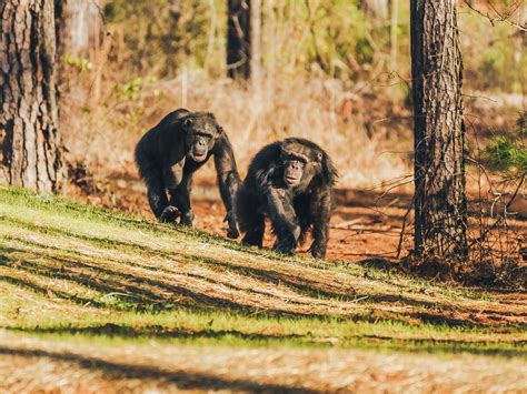 The Nih Is Largely Finished Moving Its Former Research Chimps To A