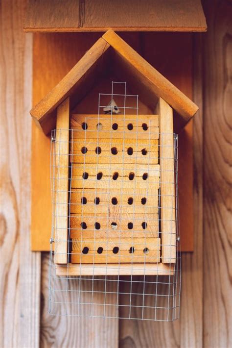 A diy bee house and the bees it attracts. How to Build DIY Bee House to Attract Pollinators to Your ...