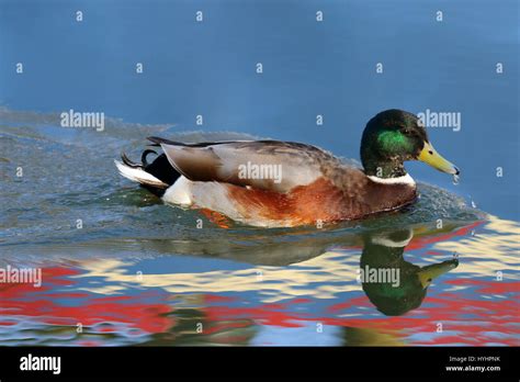 Mallard Hybrid Duck Swimming Across The Reflection Of A Houseboat