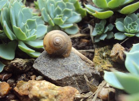Caracol tv colombia transmite vía web y tdt fta esta señal de manera abierta y gratis para todo. Caracol - Wikipédia, a enciclopédia livre