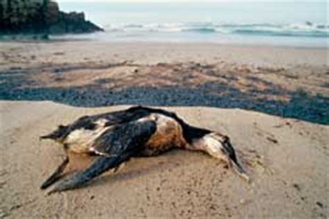 Oil Spills Seabirds