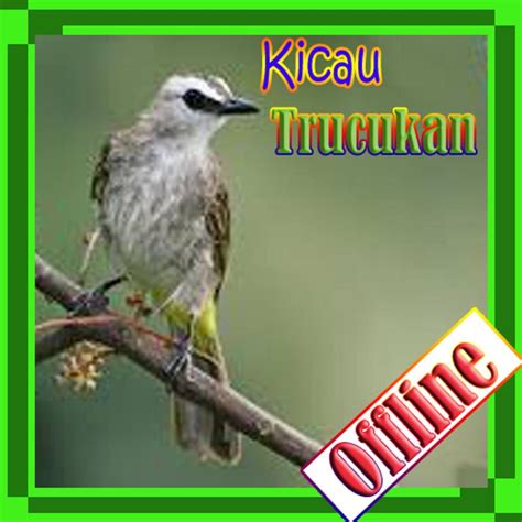 Chirping bird trucukan gacor champion mp3 offline: Download Suara Burung Trucukan Liar - Blog Tentang Burung
