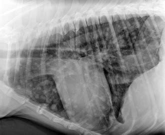 Metastatic cancer in dogs occurs when cancer has spread from its site of origination to other organs or tissues within the body. Canine Hemangiosarcoma | Veterian Key