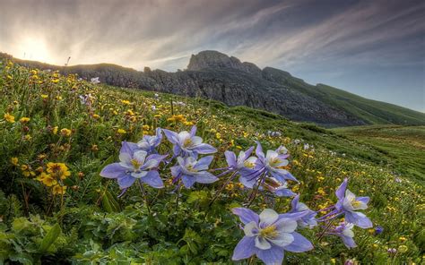 1920x1080px 1080p Free Download Purple Wildflowers In A Mountain