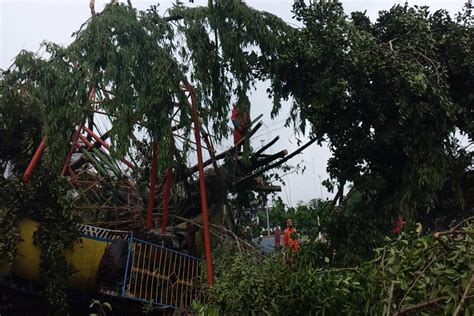 Angin Porak Porandakan Lapangan Denggung Pohon Beringin Tumbang Timpa