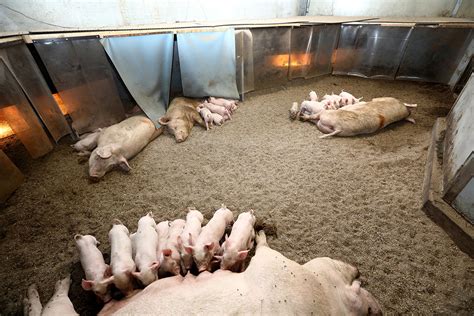 Welfare And Environment Key In Innovative Barn Pig Progress