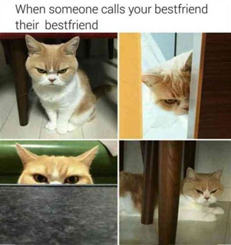 20 Awesome Friendship Memes You Should Be Sharing Right