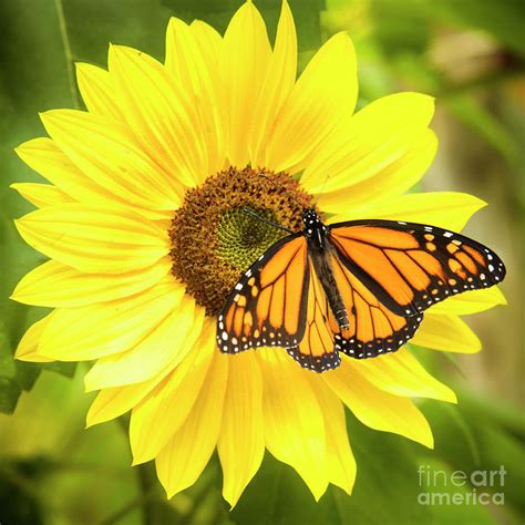 Monarch Butterfly On Sunflower Photograph By Alana Ranney Pixels