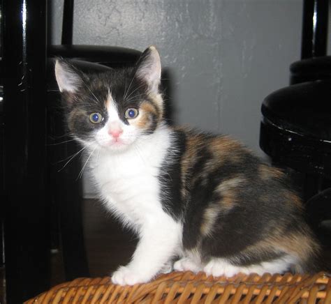 Cat calico feline kitty animal pet cute stray cat fur. File:Calico kitten-Princess-01.jpg - Wikimedia Commons