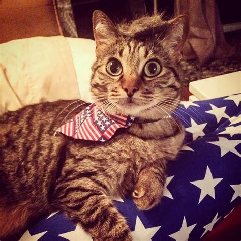 Cats With Donald Trump Hair Is A Thing Here Are The Best Ones