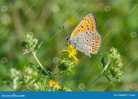 Common Blue Butterfly On A Wild Flower Stock Photo Image Of Animal