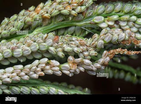 close shot of the paspalum stalk seed stem Stock Photo - Alamy