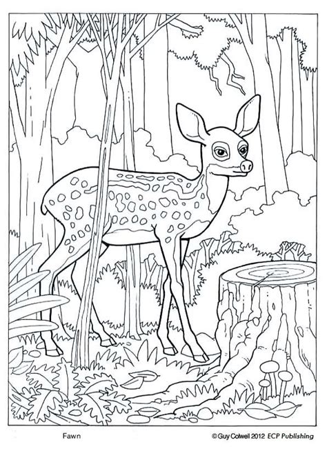 Colouring Pictures Of Forest Animals Richard Fernandezs Coloring Pages
