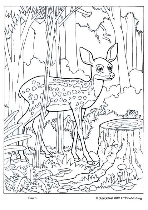 Download fawn coloring, deer coloring, forest animals | Deer coloring pages, Animal coloring pages ...