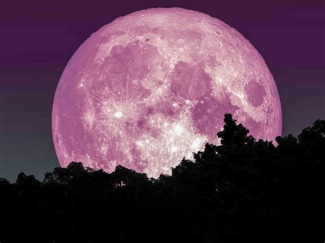 Aprils ‘super Pink Moon Marks The Arrival Of Spring May Be Brightest